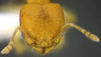 Media type: image;   Entomology 34277 Aspect: head frontal view
